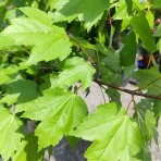 Javor freemanov (Acer freemanii) JEFFERSRED ´AUTUMN BLAZE´® - výška 350-380 cm, obvod kmeňa 6/8 cm, kont. C18L